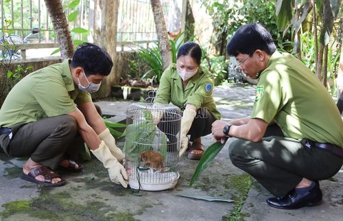 Cán bộ Trung tâm Du lịch và Bảo tồn sinh vật Hoàng Liên kiểm tra tình trạng sức khỏe cá thể động vật khi tiếp nhận.
