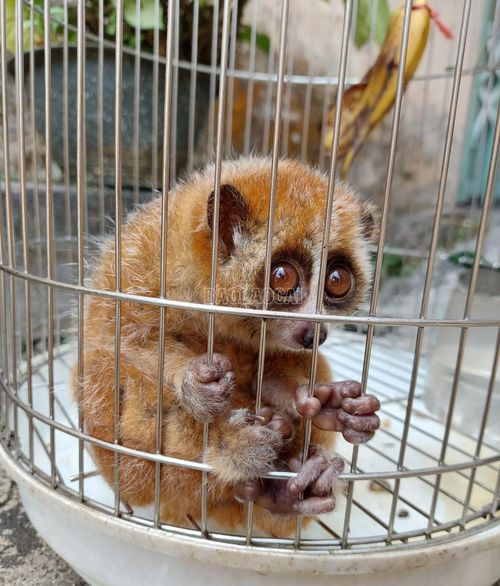Cá thể cu li nhỏ (có tên khoa học Nycticebus pygmaeus), thuộc nhóm IB - nhóm động vật rừng nguy cấp, quý, hiếm cần được ưu tiên bảo vệ.