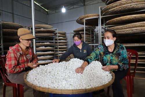 Trồng dâu, nuôi tằm đang là mô hình sinh kế giúp nhiều hộ dân Lâm Đồng thoát nghèo hiệu quả