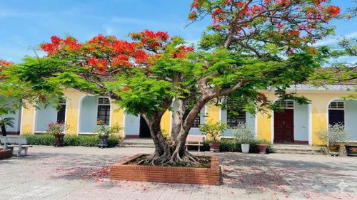 Sắc phượng tháng 5 - Ảnh: Nh.V