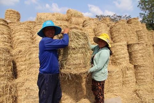 Nông dân vùng ĐBSCL không còn đốt rơm, mà tận dụng vào việc sản xuất nông nghiệp và chăn nuôi