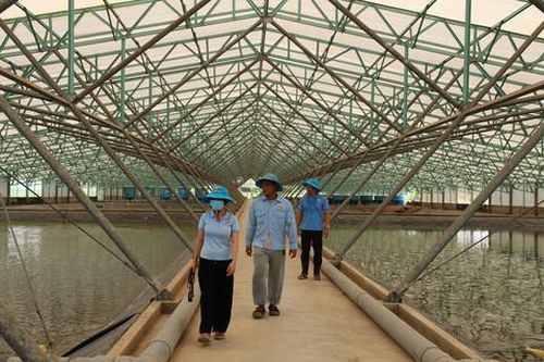 Nuôi cá tra giống công nghệ cao của Tập đoàn Việt - Úc