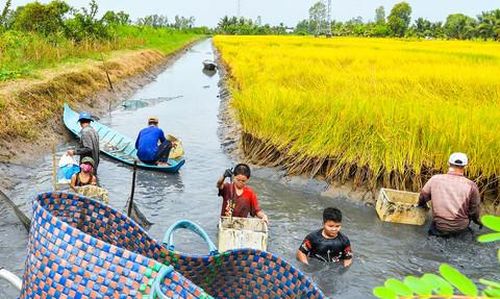 Mô hình tôm - lúa; tôm - cua giúp người dân vùng U Minh Thượng khấm khá hơn