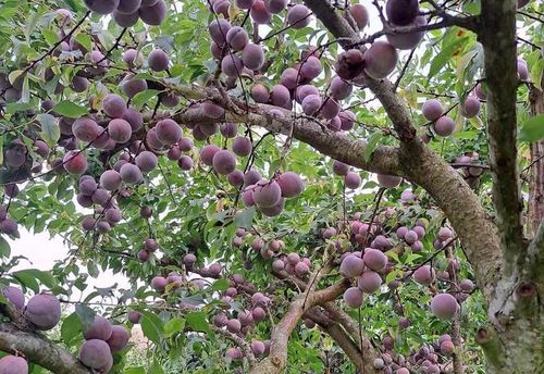 Sơn La có khoảng 14.550ha cây mận sản lượng dự kiến đạt khoảng 100.000 tấn