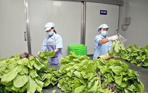 Công đoạn sơ chế và đóng gói rau thủy canh tại trang trại VinEco Tam Dao. (Ảnh: Đức An)