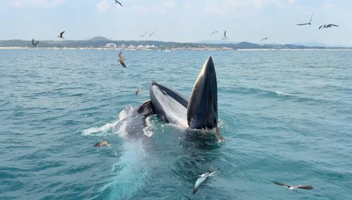  Cá voi mẹ dài khoảng 10m, cá voi con khoảng 6m-7m. Ảnh: Khánh Vân - Tropical Trip Phú Yên 