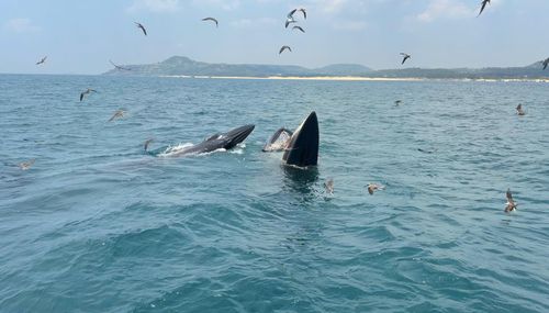  Hai con cá voi lớn đang săn mồi. Ảnh: Khánh Vân - Tropical Trip Phú Yên 