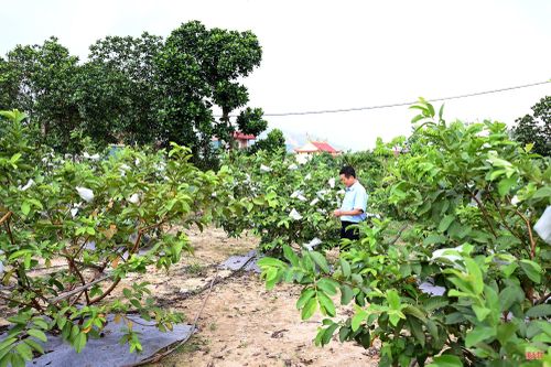 Với sự động viên, định hướng của cha mẹ, ông Hùng xây dựng thành công vườn mẫu cấp tỉnh đầu tiên của thôn và phát triển thành công sản phẩm OCOP 3 sao “Ổi Đinh Phùng” đầu tiên của xã Cẩm Lạc.