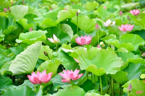 Thời điểm hoa sen nở đẹp nhất thường rơi vào buổi sáng sớm và khoảng giữa trưa. Khi đó, những cánh hoa bung nở trọn vẹn, khoe sắc hồng dịu dàng dưới ánh nắng, tạo nên khung cảnh vừa rực rỡ vừa thanh khiết.