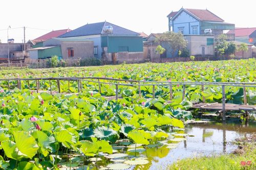 Tại thôn Hội Minh (xã Đan Hải), đầm sen rộng hơn 15.000 m² của ông Võ Văn Hiền đang vào mùa nở rộ, khoe sắc hồng dịu dàng giữa nền lá xanh mướt. Sắc sen không chỉ góp phần làm đẹp cảnh quan mà còn tạo nên một không gian sinh thái trong lành, yên bình.