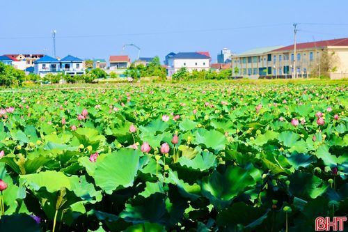Mùa sen ở làng quê cũng là thời điểm bước vào mùa gặt. Hương sen hòa trong hương lúa chín tạo nên mùi thơm đặc trưng của tháng 5, dịu nhẹ mà sâu lắng, lan tỏa khắp không gian. Đó không chỉ là hương của mùa hè, mà còn là hương của một miền quê Hà Tĩnh yên bình, thân thuộc, khiến ai đã một lần ghé qua cũng khó quên.
