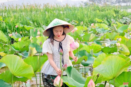 Được tự tay hái những bông sen yêu thích, chị Lê Huyền Trang (xã Sơn Tây) cho biết: "Tôi đã tìm hiểu và canh từ trước khoảng một tháng để có thể đến đúng mùa, tự tay hái và mua những bông sen đẹp nhất. Cảm giác được hòa mình vào không gian đầm sen rất thú vị”.