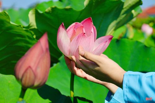 Không gian sen nở rộ không chỉ thu hút du khách mà còn mở ra cơ hội tăng thu nhập cho nhiều thợ chụp ảnh dịch vụ. Vào mùa cao điểm, nhu cầu chụp ảnh tăng mạnh giúp các nhiếp ảnh gia có thêm việc làm, cải thiện thu nhập.