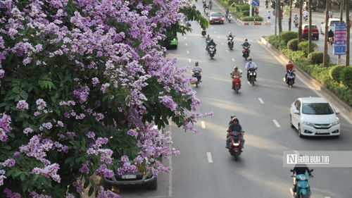 Với nhiều người Hà Nội, sắc tím của loài hoa bằng lăng là một trong những dấu hiệu rõ nhất của mùa hè.