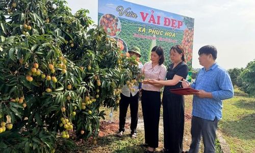 Thành viên Ban tổ chức chấm điểm tại "Vườn vải đẹp" căn cứ vào các tiêu chí của cuộc thi.