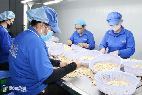 Hoạt động chế biến hạt điều tại một doanh nghiệp tư nhân ở xã Xuân Hòa, thành phố Đồng Nai. Ảnh: Hải Quân