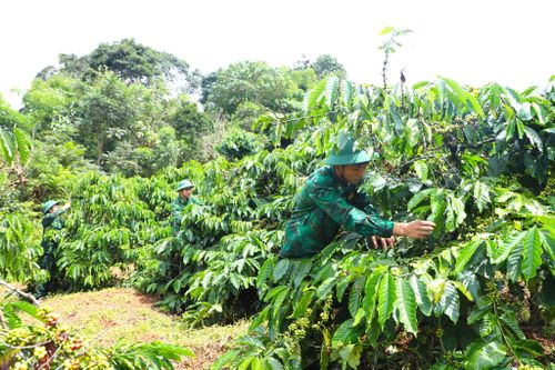 Cán bộ, chiến sĩ Đồn Biên phòng Bu Cháp chăm sóc hơn 5 ha cà phê của đơn vị