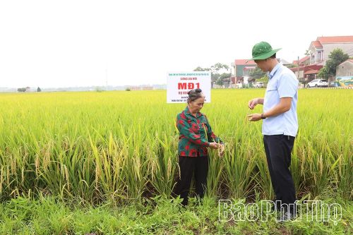 Giống lúa MĐ1 sinh trưởng tốt tại đồng đất xã Tam Hồng, cho năng suất ước đạt 66 tạ/ha.