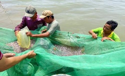 Bà con miền Tây khai thác cá mùa nước lũ