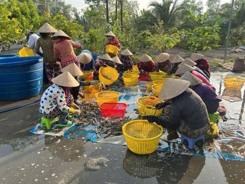Nông dân các xã vùng U Minh Thượng thu hoạch tôm càng xanh