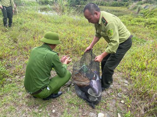 Công an xã Quảng Hà, tỉnh Quảng Ninh phối hợp Hạt Kiểm lâm khu vực 6 tổ chức đồng loạt kiểm tra, rà soát tại các khu vực trọng điểm thuộc các thôn Quảng Minh, Quảng Chính và Quảng Hà.