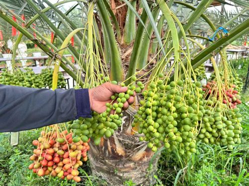 Mỗi đợt ra trái, cây chà là trĩu nặng với khoảng 8 - 10 buồng vàng óng dưới tán lá xanh. (Ảnh: Trung Ngãi).
