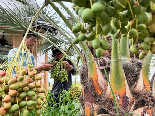 Sau giai đoạn đậu trái, nhà vườn bắt đầu tuyển chọn những trái đẹp để nâng chất lượng chà là thương phẩm. (Ảnh: Trung Ngãi).