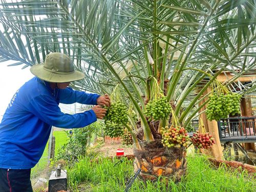 Sau khoảng 45 ngày thụ phấn, người chăm sóc bắt đầu tuyển trái, giữ lại những quả tròn đều, đẹp mắt. (Ảnh: Trung Ngãi).