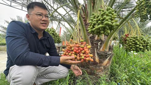 Bên những quài chà là trĩu trái, anh Đinh Nhựt Hòa kỳ vọng mô hình sẽ mở thêm hướng làm ăn mới. (Ảnh: Trung Ngãi).