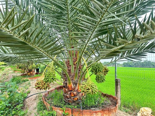Hơn 100 gốc chà là tại vườn của anh Đinh Nhựt Hòa đang cho trái, tạo nên khung cảnh lạ mắt nơi vùng biên Đồng Tháp. (Ảnh: Trung Ngãi).