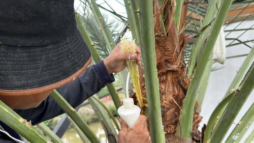 Công đoạn thụ phấn cho chà là được thực hiện tỉ mỉ vào mỗi mùa cây ra bông. (Ảnh: Trung Ngãi).