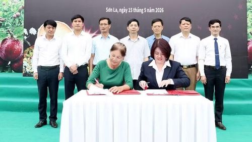 Liên hiệp Hợp tác xã Thương mại Thành phố Hồ Chí Minh ký kết với Hợp tác xã Kiên Cường (Sơn La) để đưa quả mận hậu Sơn La vào hệ thống 800 điểm bán lẻ trên toàn quốc.