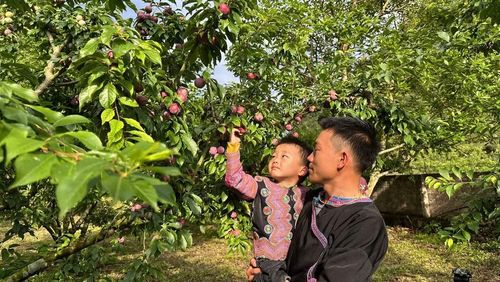 Vườn mận Mường Di đang mùa thu hoạch.