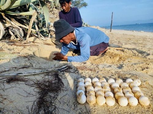 Rùa biển được ấp, canh nở cẩn thận trên đảo Hòn Cau