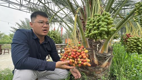  Anh Đinh Nhựt Hòa, người đưa giống chà là Trung Đông về trồng trên đất lúa 