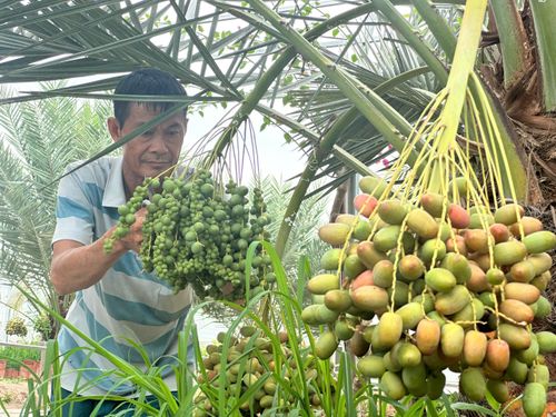  Chà là là loại trái cây nổi tiếng nhờ vị ngọt thanh, giòn mềm 