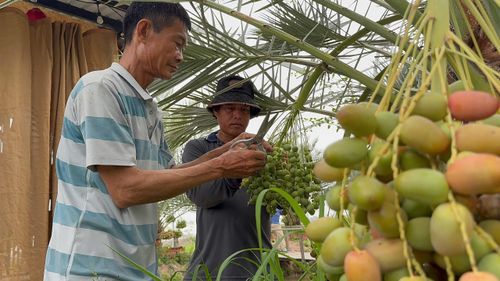  Chà là mỗi năm thu hoạch 3 vụ, mỗi đợt cây cho từ 8 - 10 buồng trái 
