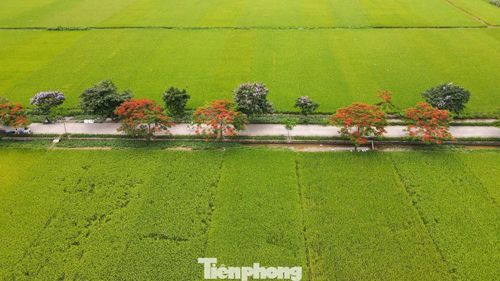 Điểm đặc biệt của tuyến đường nằm ở sự hòa trộn màu sắc hiếm gặp giữa phượng đỏ, bằng lăng tím và cánh đồng lúa xanh trải dài hai bên. Từ trên cao, con đường như một dải màu nổi bật vắt ngang vùng quê yên bình, khiến nhiều người liên tưởng tới những thước phim mùa hè miền Bắc.