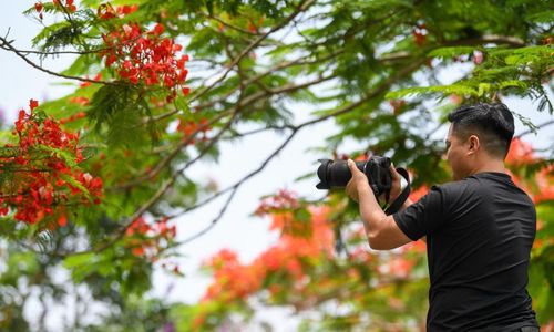 Một nhiếp ảnh gia tự do cho rằng sức hút của con đường nằm ở sự tương phản màu sắc tự nhiên. “Phượng đỏ, bằng lăng tím và đồng lúa xanh tạo nên bố cục rất hiếm gặp. Buổi sáng sớm hoặc cuối chiều ánh sáng xiên đẹp hơn, ảnh gần như không cần chỉnh màu”, anh chia sẻ.