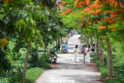 Từ sáng sớm đến chiều muộn, khu vực này luôn có người tới chụp ảnh. Đông nhất thường là sau 16h hoặc vào dịp cuối tuần, khi nắng dịu và ánh sáng đẹp hơn. Nhiều gia đình, nhóm bạn trẻ và nhiếp ảnh gia tranh thủ lưu lại khoảnh khắc mùa hoa ngắn ngủi.