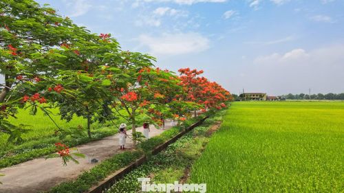 Theo người dân địa phương, hàng cây tại đây đã tồn tại nhiều năm nhưng hiếm khi phượng và bằng lăng cùng nở rực rỡ như năm nay. Đúng thời điểm lúa ngoài đồng còn xanh non, khung cảnh tạo nên nét đặc trưng rất riêng của mùa hè vùng quê Bắc Bộ.