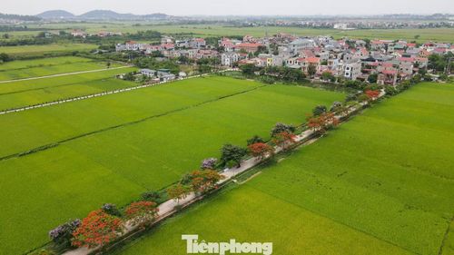 Tháng 5, tuyến đường dẫn vào nhà thờ Nam Viên, xã Tân Chi phủ kín sắc đỏ của phượng vĩ xen lẫn màu tím bằng lăng, nổi bật giữa những thửa ruộng xanh mướt đầu hè. Trong khoảng hai tuần gần đây, hình ảnh về con đường này liên tục xuất hiện trên mạng xã hội và nhanh chóng thu hút nhiều bạn trẻ tìm tới chụp ảnh, check-in.