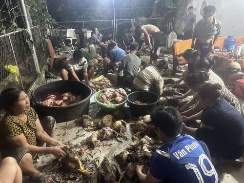 Người dân địa phương chung tay giải cứu số gà bị ngạt cho gia đình anh Thuật.