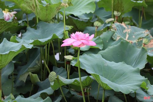 Những ngày tháng 5, hương sen thoang thoảng khắp làng quê xứ Nghệ, mang đến cho du khách cảm giác yên bình, lắng đọng khi về thăm quê Bác.