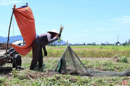 Tại xã Lộc Hà - một trong những địa phương có diện tích sản xuất lạc xuân lớn với tổng 373 ha, những ngày này, bà con nông dân đang bước vào vụ thu hoạch. Thời tiết nắng nóng kéo dài khiến hoạt động thu hoạch trở nên vất vả hơn.