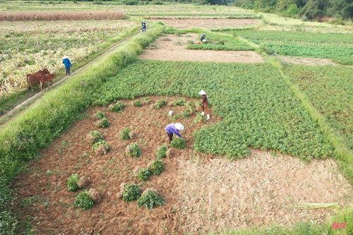 Tại vùng sản xuất Bãi Khảo (xã Đức Quang), thời điểm này, nhiều diện tích lạc xuân đã vào giai đoạn thu hoạch. Trên khắp các cánh đồng, bà con nông dân tất bật nhổ lạc, thu gom và vận chuyển. Không khí lao động trở nên rộn ràng, khẩn trương hơn khi bà con tranh thủ thời tiết thuận lợi để thu hoạch kịp thời vụ.