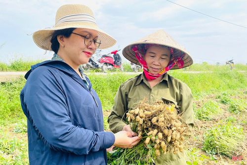 Tại xã Đức Minh, 318 ha lạc xuân thuộc vùng sản xuất các thôn Văn Khang, Tân An, Thọ Ninh, Thọ Tường… cũng đang bước vào chính vụ thu hoạch.