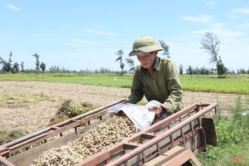 Ra đồng từ 3 giờ sáng và tất tả thu hoạch đến hơn 11 giờ trưa, ông Nguyễn Quang Sáng (thôn Nam Sơn, xã Lộc Hà) chia sẻ: “Gia đình tôi có 7 sào lạc đang vào kỳ thu hoạch nhưng nhân lực không nhiều nên phải tranh thủ ra đồng từ sớm để kịp tiến độ. Đến nay, chúng tôi mới thu hoạch được hơn 2 sào, năng suất ước đạt khoảng 1,5 - 2 tạ/sào”.