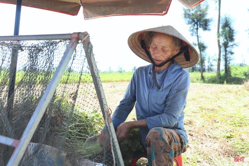 Dự kiến sau khi hoàn thành thu hoạch lạc xuân, các vùng sản xuất sẽ tiếp tục gieo trỉa nhiều loại rau màu như vừng, đậu, khoai lang… góp phần nâng cao thu nhập và hiệu quả sử dụng đất.