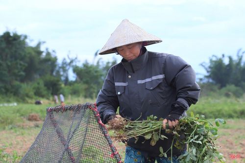 Bà Võ Thị Nhiêm (thôn Hạ Tứ, xã Đức Quang) cho biết: “Gia đình tôi trồng hơn 1 sào lạc giống L14. Bình quân mỗi sào thu được khoảng 1,5 - 2 tạ lạc khô. Giá thu mua từ 17.000 - 18.000 đồng/kg đối với lạc tươi và 23.000 - 25.000 đồng/kg đối với lạc khô 2 nắng, sau khi trừ các khoản chi phí thu về từ 2-2,5 triệu đồng/sào. Hiện nay, gia đình đang tập trung nhân lực thu hoạch sớm để kịp thời vụ gieo trỉa các loại cây màu khác như đậu, vừng…”.